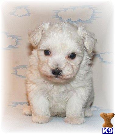 Puppies for Sale